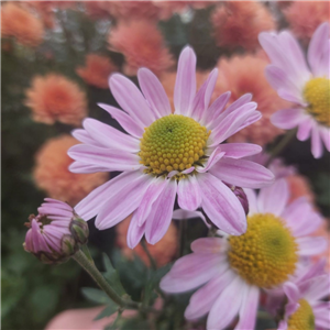 Chrysanthemum 'Innocence'